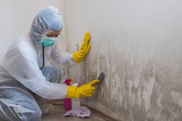 Best Mold Removal Company Near Me  in Makaha, HI