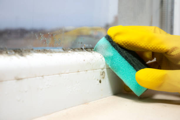 Best Attic Mold Removal  in Makaha, HI