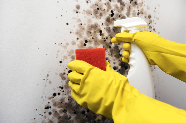 Best Crawl Space Mold Removal  in Makaha, HI